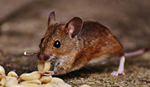 24 Hour & Emergency Exterminators in Rollins Branch, WV